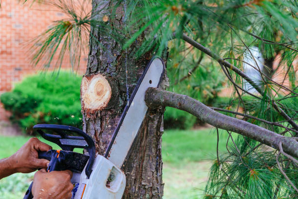 How Our Tree Care Process Works  in  South Cleveland, TN